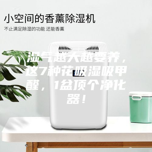 濕氣越大越要養，這7種花吸濕吸甲醛，1盆頂個(gè)凈化器！