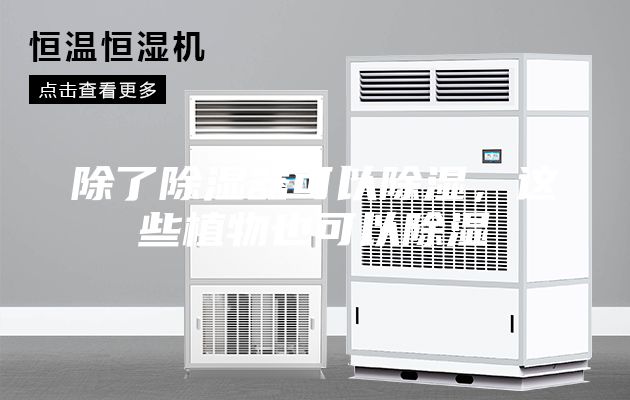 除了除濕器可以除濕，這些植物也可以除濕